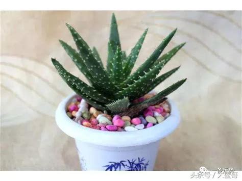 帶刺植物風水|帶刺植物風水